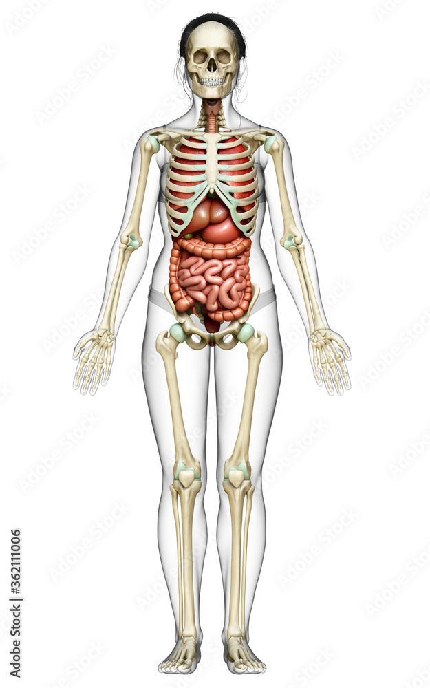 3d rendered medically accurate illustration of female Internal organs and skeleton system 3d rendered medically accurate illustration of female Internal organs and skeleton system