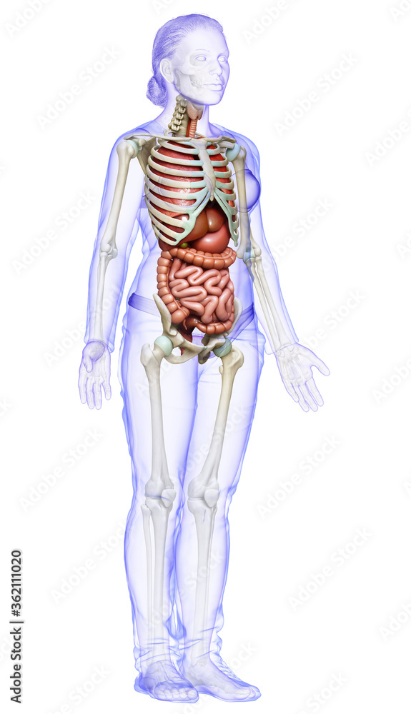 3d rendered medically accurate illustration of female  Internal organs and skeleton system