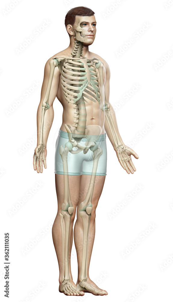 3d rendered, medically accurate illustration of a male skeleton system 3d rendered, medically accurate illustration of a male skeleton system