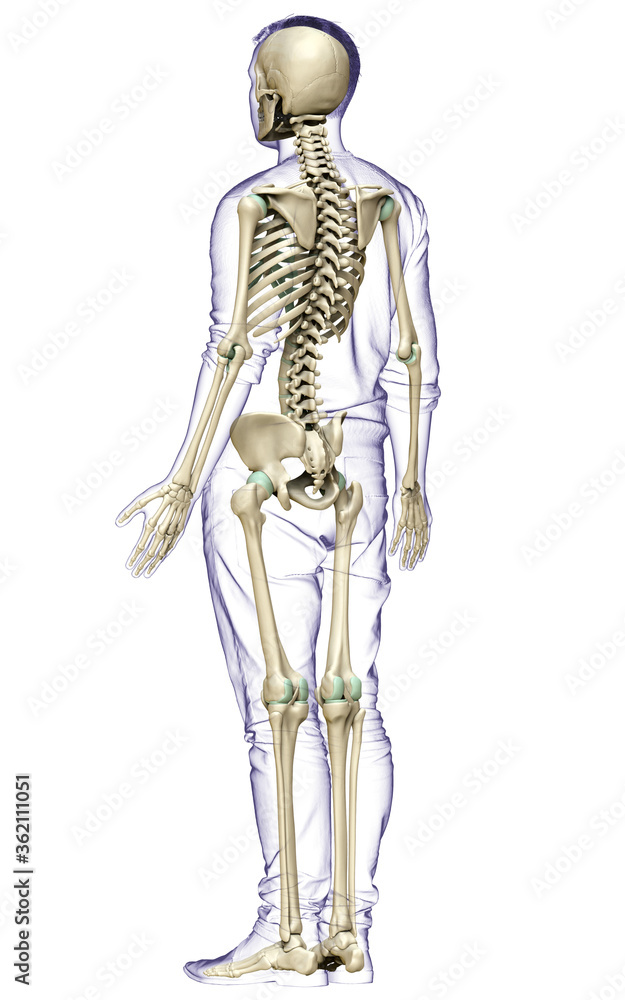 3d rendered, medically accurate illustration of a male skeleton system