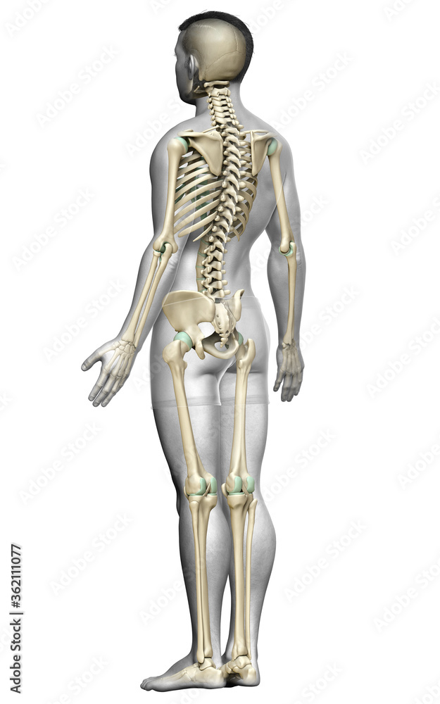 3d rendered, medically accurate illustration of a male skeleton system 3d rendered, medically accurate illustration of a male skeleton system