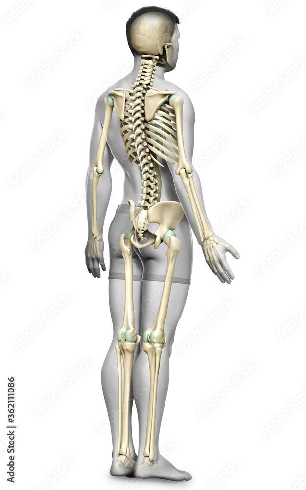 3d rendered, medically accurate illustration of a male skeleton system