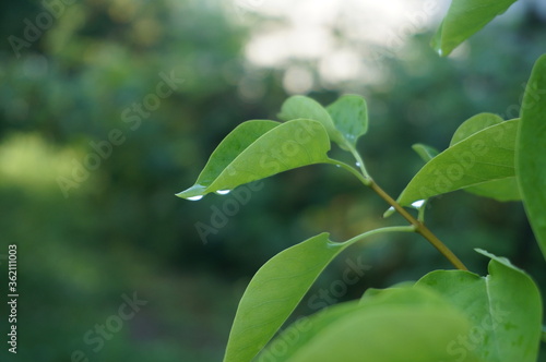 green leaves in the morning whith dew
