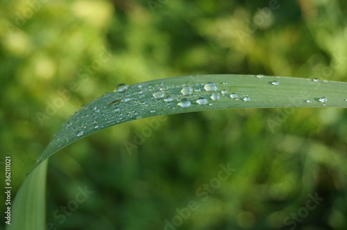green leaves in the morning whith dew