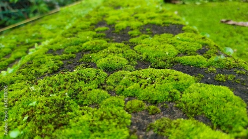 green moss background © ttm