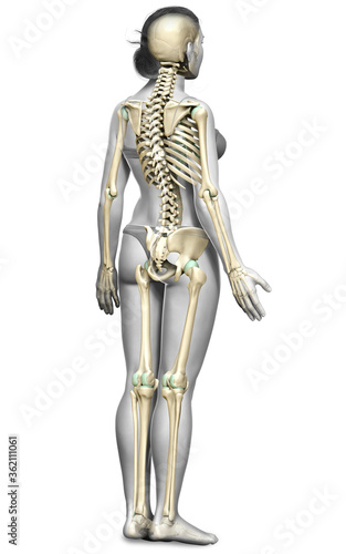 3d rendered, medically accurate illustration of a female skeleton system © pixdesign123