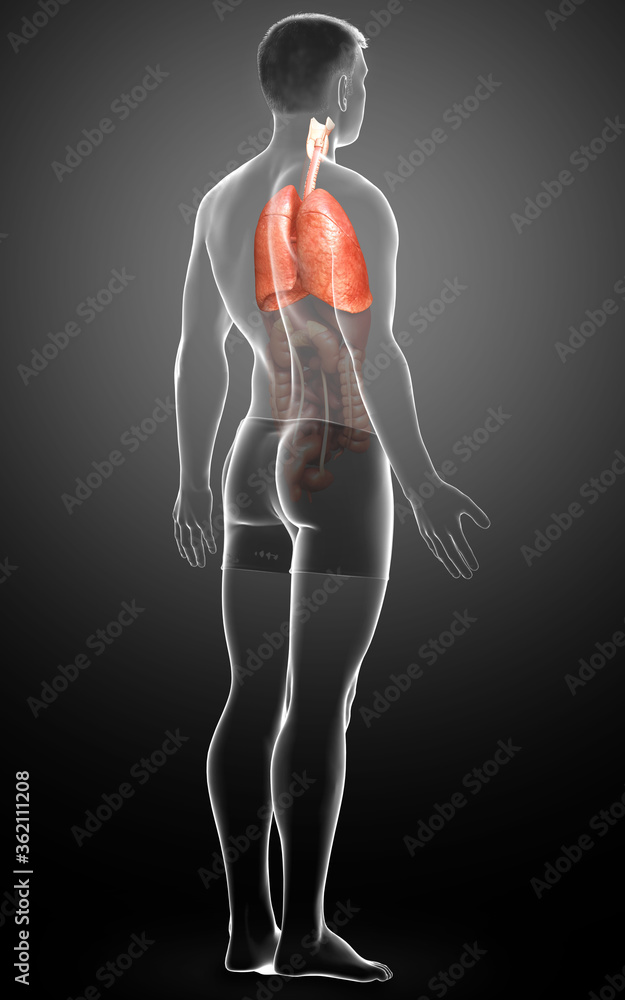 3d rendered, medically accurate illustration of a male lung anatomy 3d rendered, medically accurate illustration of a male lung anatomy