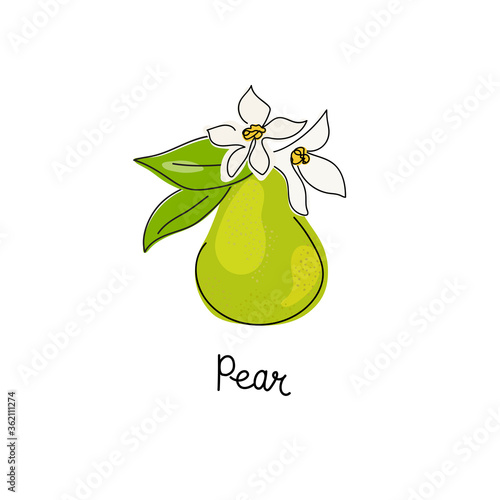 Fresh, green whole and halved pear, leaves, fruits on a white background. Doodle