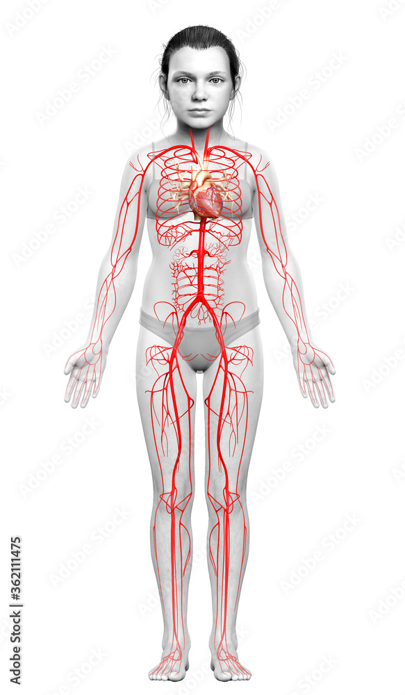 3d rendered medically accurate illustration of young Girl arteries 3d rendered medically accurate illustration of young Girl arteries
