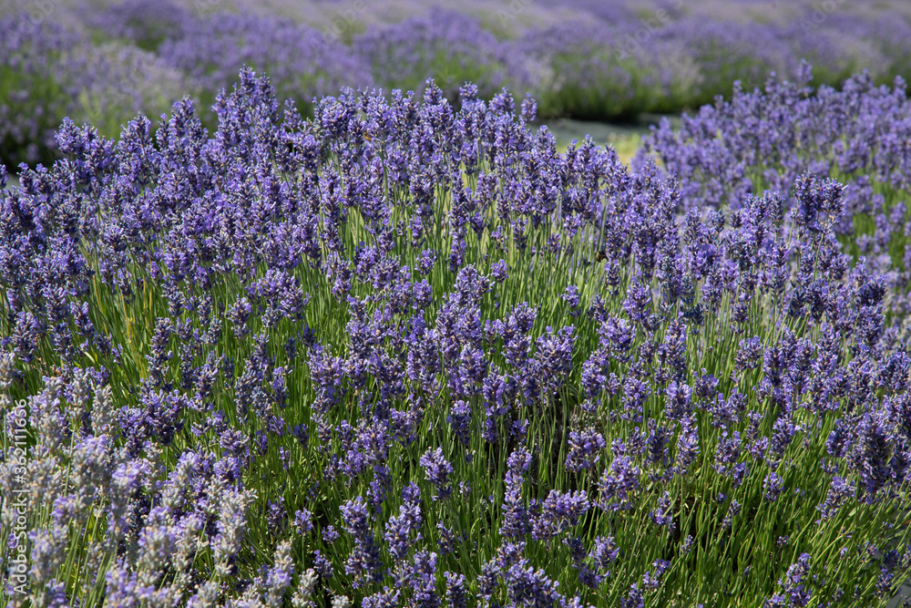 Obraz premium field of lavender