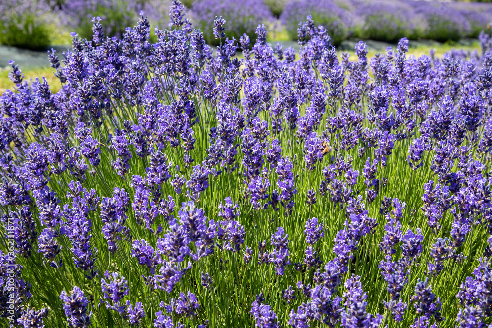Fototapeta premium field of lavender