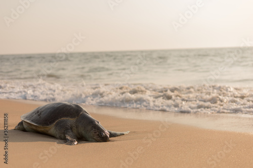 Dead sea turtle on the beach