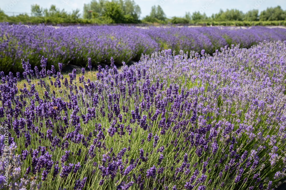 field of lavender field of lavender