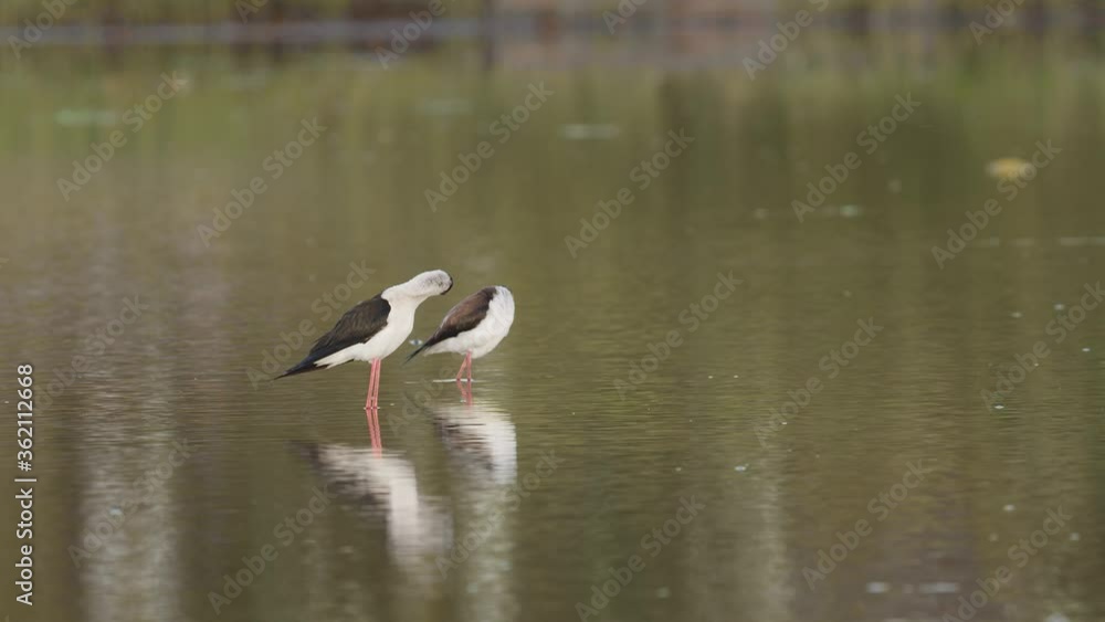 羽繕いする2羽のセイタカシギ(Black-winged Stilt) 羽繕いする2羽のセイタカシギ(Black-winged Stilt)
