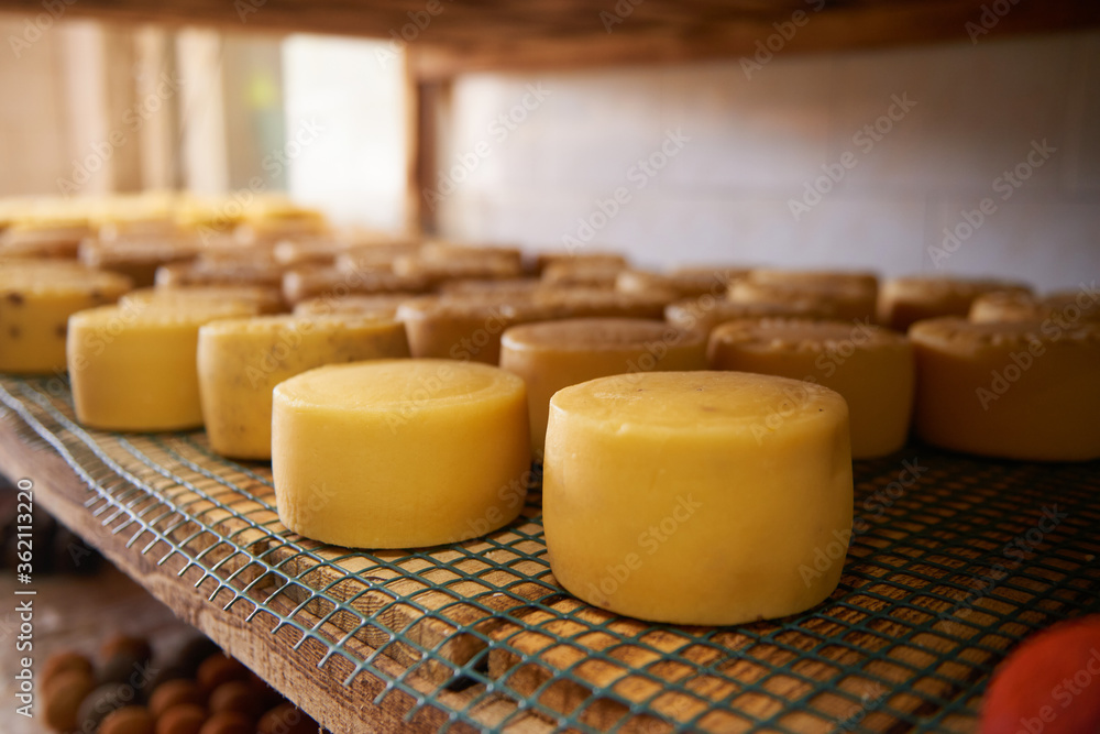 A row of aging cheeses on wooden shelves in the farm's maturing cellar