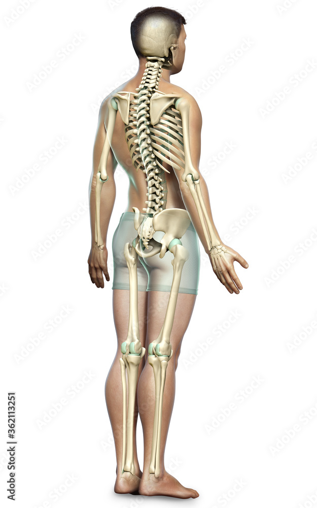 3d rendered, medically accurate illustration of a male skeleton system 3d rendered, medically accurate illustration of a male skeleton system