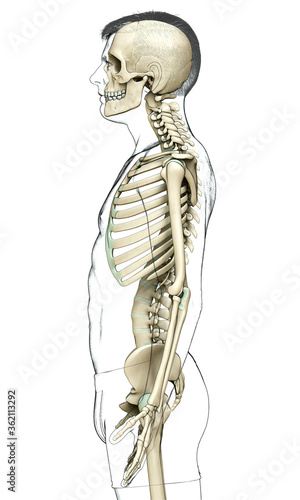 3d rendered, medically accurate illustration of a male skeleton system © pixdesign123