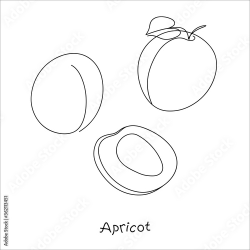 Fresh, bright whole and halved apricots, leaves, fruits on an abstract background. Doodle