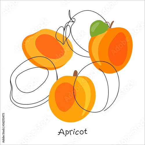 Fresh, bright whole and halved apricots, leaves, fruits on an abstract background. Doodle