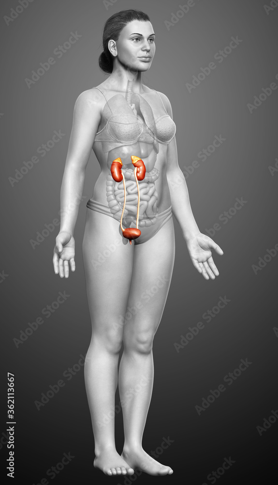 Fototapeta premium 3d rendered, medically accurate illustration of female kidneys