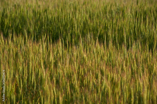 a green field of wheat and a Sunny day