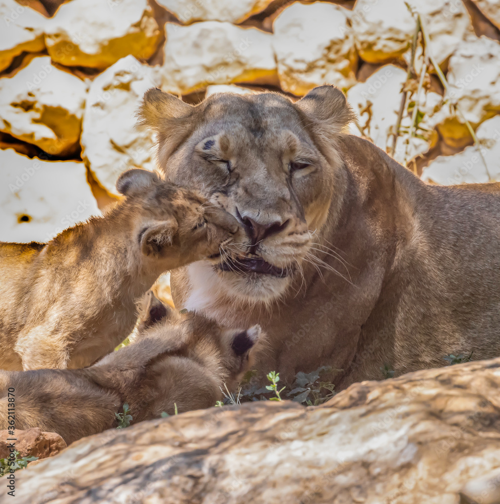 Naklejka premium A Lioness and her Cubs in the Jerusalem, Israel, Zoo