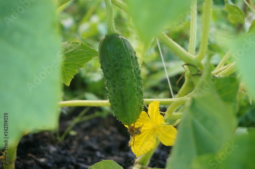 flowering cucumber and green  cucumber