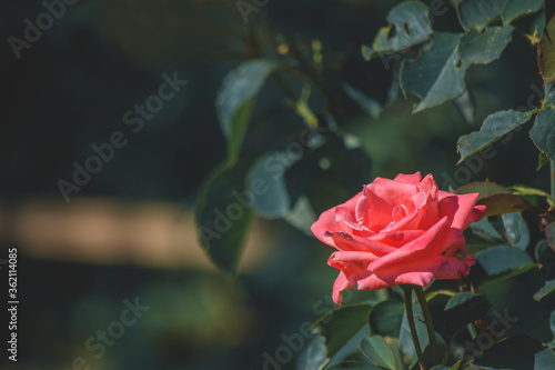 Bud of a pink rose on a background of dark green foliage. Close-up. Background for design.