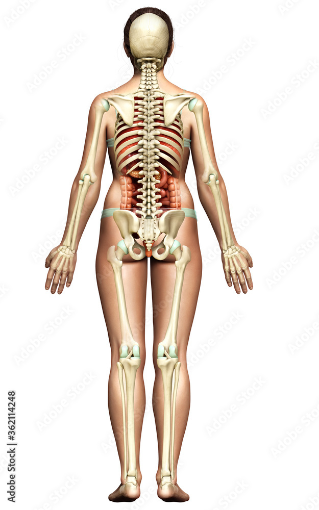 3d rendered medically accurate illustration of female Internal organs and skeleton system 3d rendered medically accurate illustration of female Internal organs and skeleton system