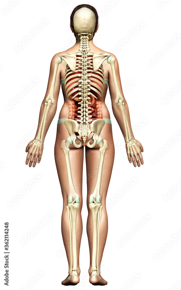 3d rendered medically accurate illustration of female  Internal organs and skeleton system