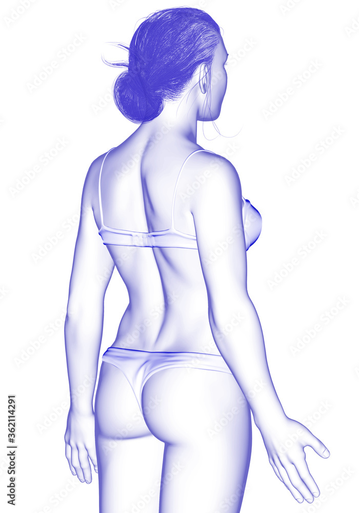 Fototapeta premium 3d rendered illustration of the female body