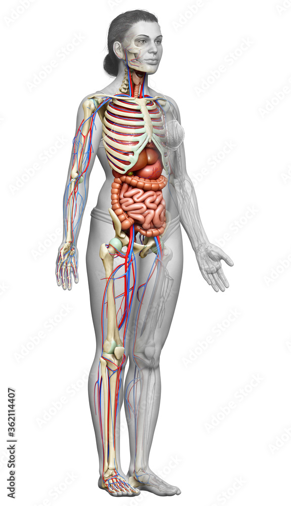 3d rendered medically accurate illustration of female Internal organs, skeleton and circulatory system