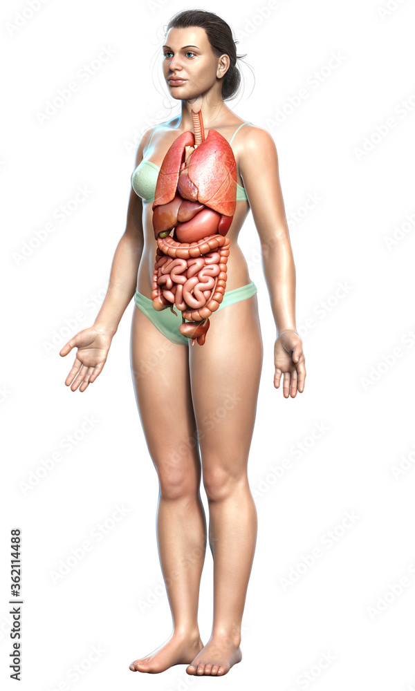 3d rendered medically accurate illustration of female Internal organs 3d rendered medically accurate illustration of female Internal organs