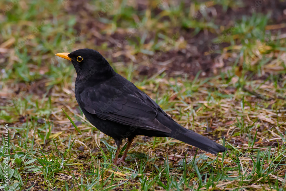 Common blackbird male, turdus merula. Spring season. Common blackbird male, turdus merula. Spring season.