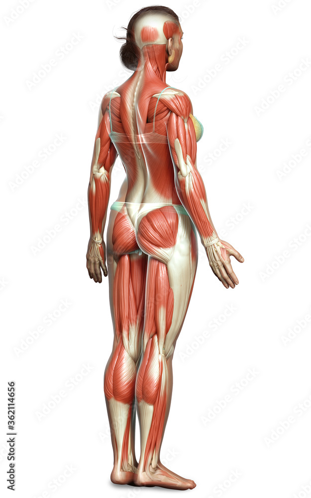 3d rendered medically accurate illustration of a female muscle system 3d rendered medically accurate illustration of a female muscle system