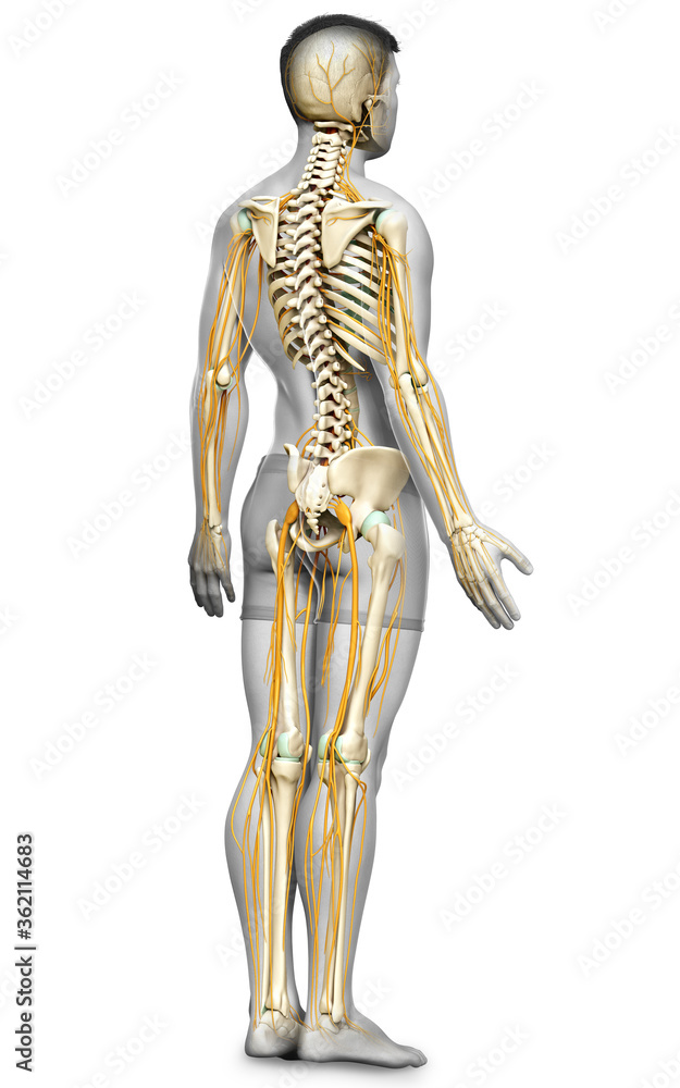 3d rendered medically accurate illustration of the nervous system and skeleton system 3d rendered medically accurate illustration of the nervous system and skeleton system