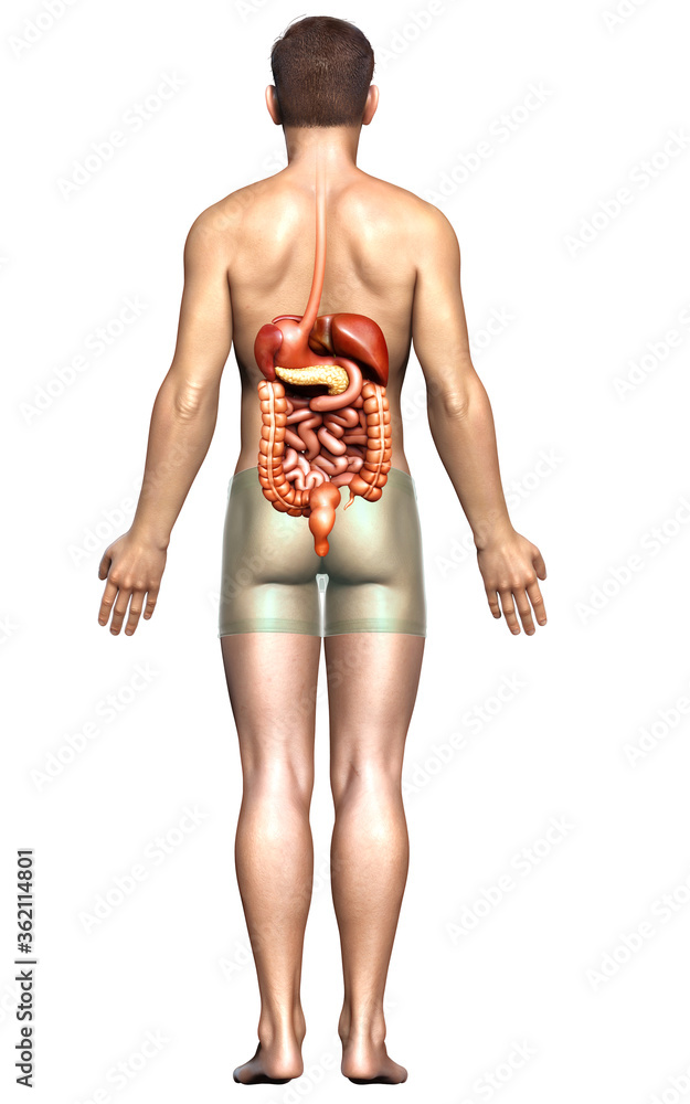 3d rendered medically accurate illustration of male Digestive System 3d rendered medically accurate illustration of male Digestive System