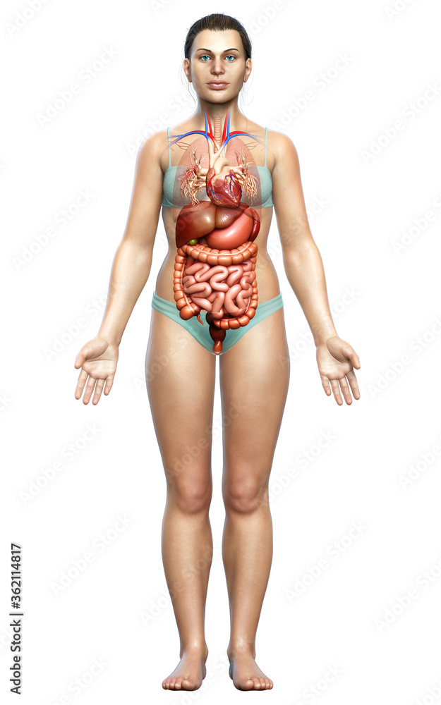 3d rendered medically accurate illustration of female Digestive System 3d rendered medically accurate illustration of female Digestive System