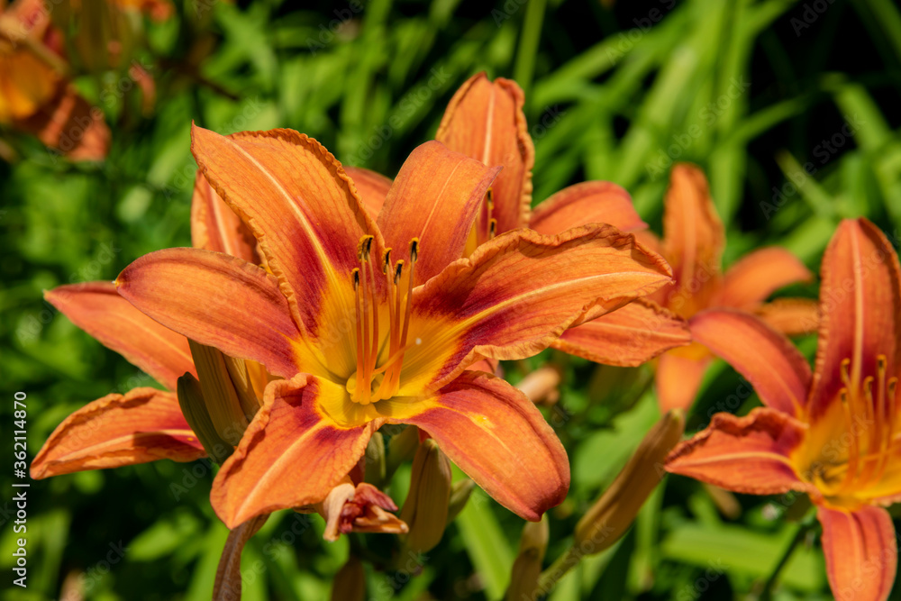 Lys orangé Lys orangé