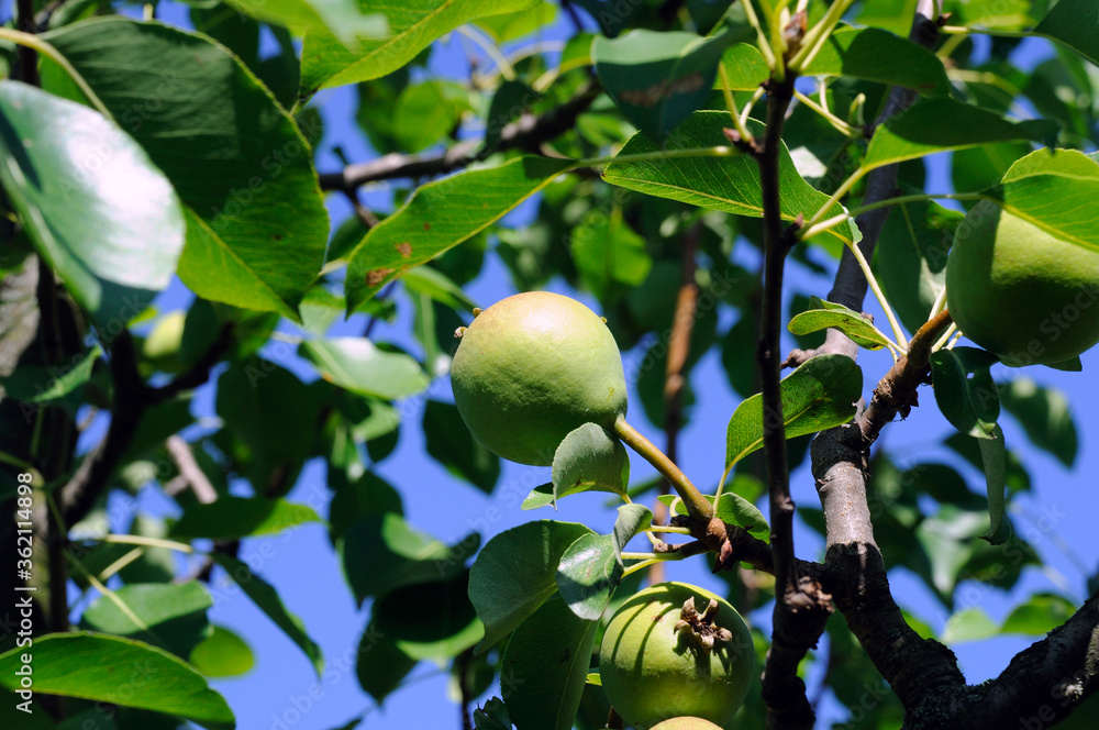 ripe pear fruit on a tree branch against a blue sky ripe pear fruit on a tree branch against a blue sky