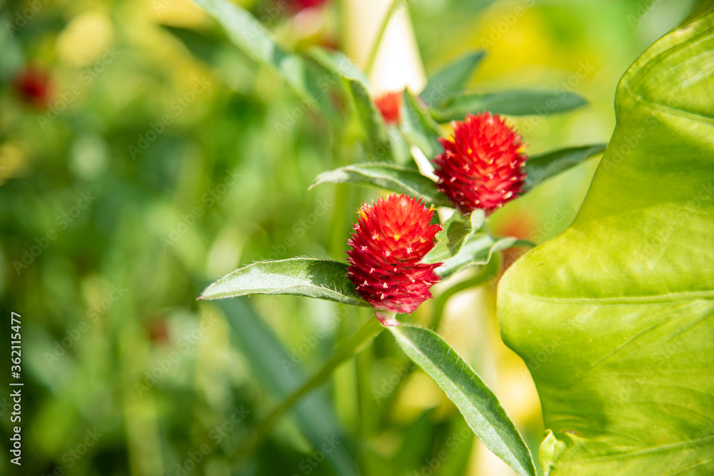Gomphrena haageana Klotzsch Gomphrena haageana Klotzsch
