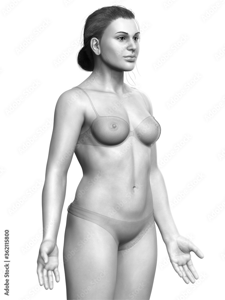 Fototapeta premium 3d rendered illustration of the female body