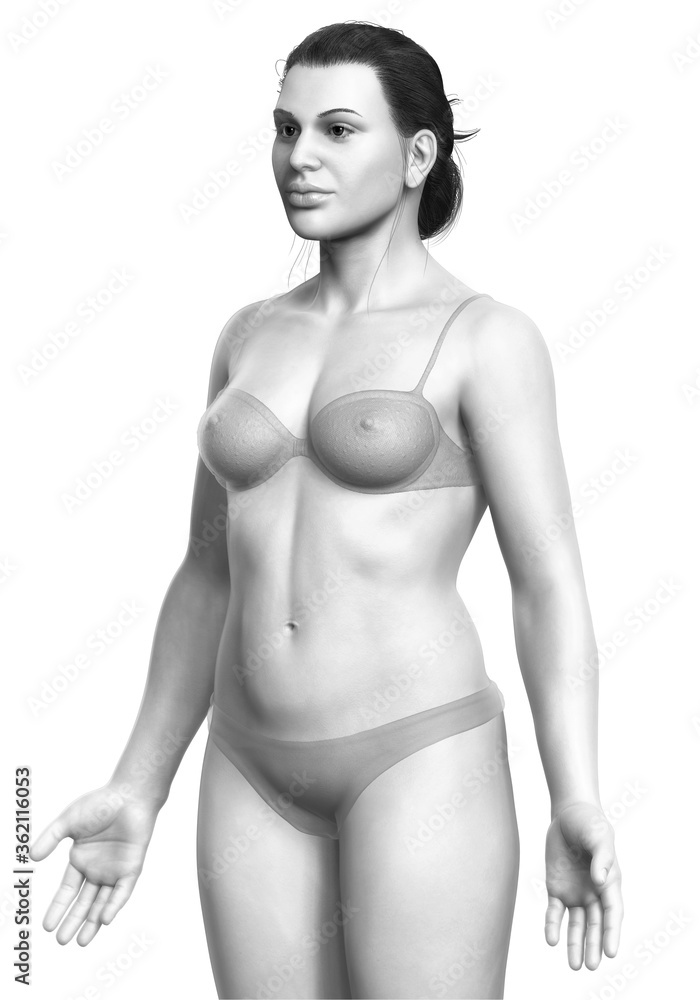 Naklejka premium 3d rendered illustration of the female body