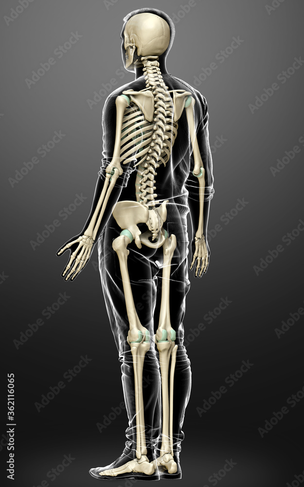 3d rendered, medically accurate illustration of a male skeleton system 3d rendered, medically accurate illustration of a male skeleton system