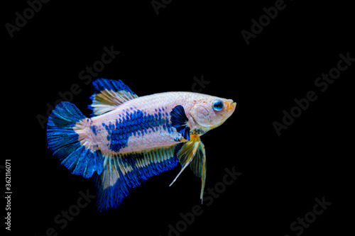 Beautiful colorful betta  Fighting fish the moving moment beautiful of fish betta in thailand on black background.