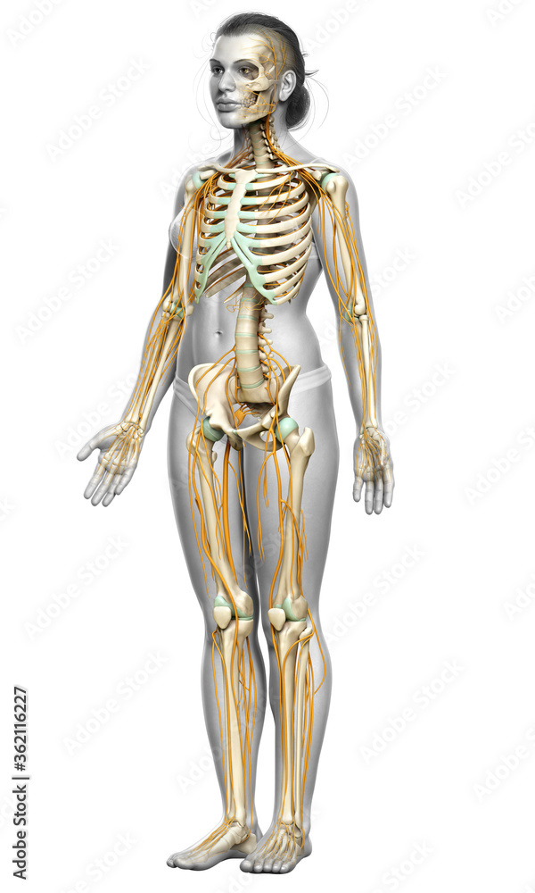 3d rendered medically accurate illustration ofa female nervous system and skeleton system