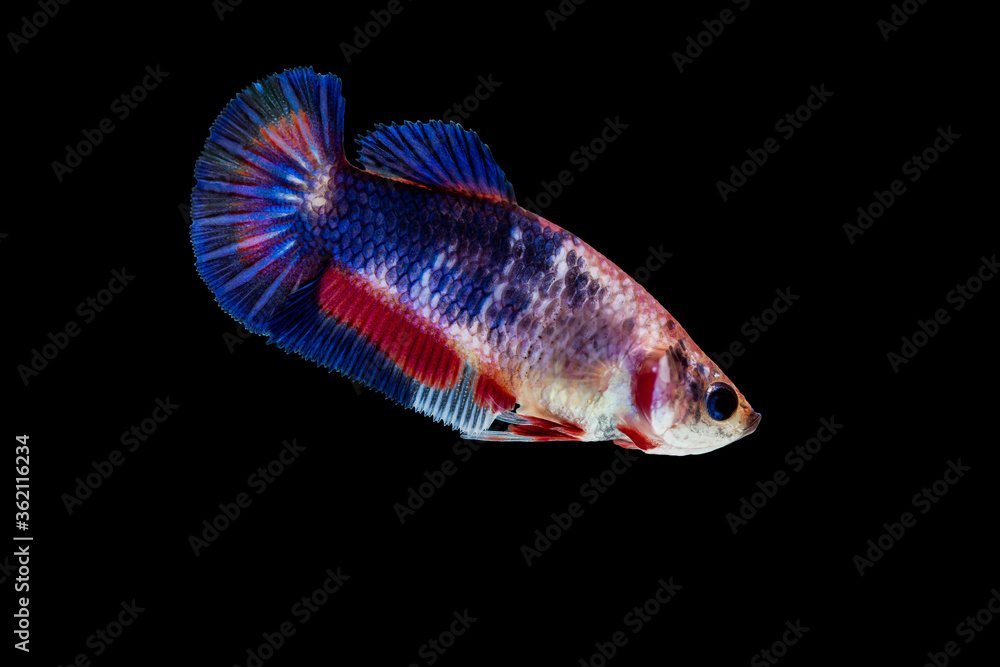Beautiful colorful betta, Fighting fish the moving moment beautiful of fish betta in thailand on black background. Beautiful colorful betta, Fighting fish the moving moment beautiful of fish betta in thailand on black background.