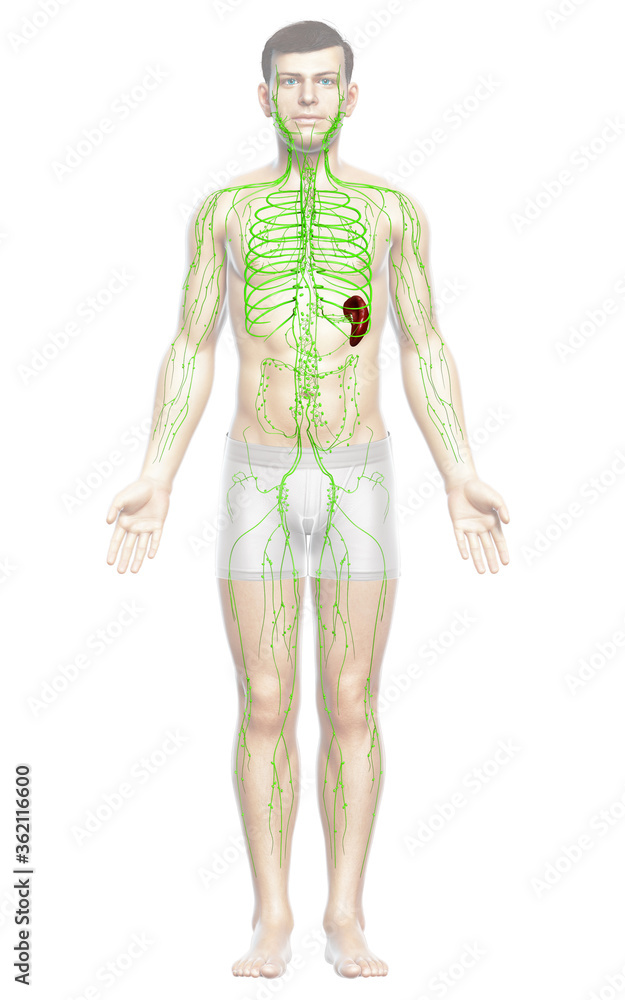 3d rendered medically accurate illustration of a male lymphatic system 3d rendered medically accurate illustration of a male lymphatic system