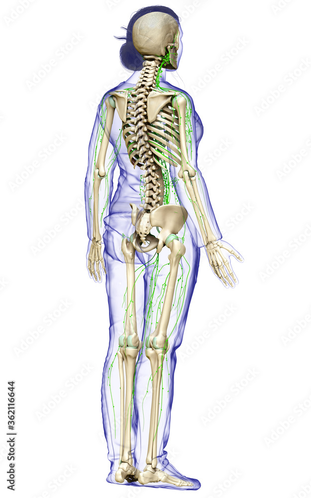 3d rendered medically accurate illustration of a female lymphatic system 3d rendered medically accurate illustration of a female lymphatic system