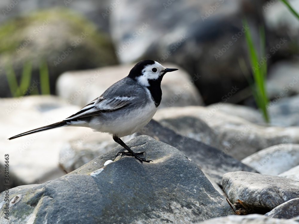 Closeup of a White Wagtail (Motacilla alba) standing on a rock at a river bank, Germany Closeup of a White Wagtail (Motacilla alba) standing on a rock at a river bank, Germany